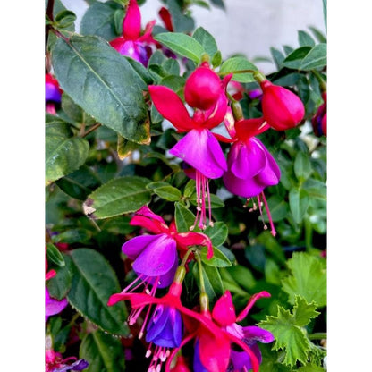 100pcs Lush Growing Bushy Compact Growth with Fuchsia Seeds for Patio fuchsia seeds fuchsia seeds for planting fuchsia seeds for hanging baskets