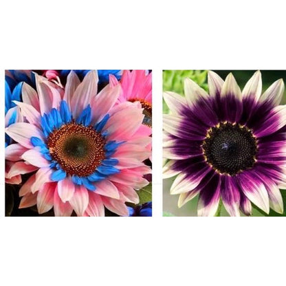 100pcs Sunflower Seeds Simple to Grow add lively vertical ornamental charm to plain yard and garden landscapes