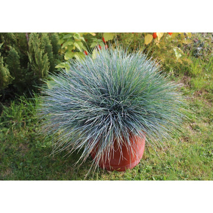 500Pcs Beginner Friendly Fescue Seeds fill sparse bare ground spots in newly arranged yard and garden layouts