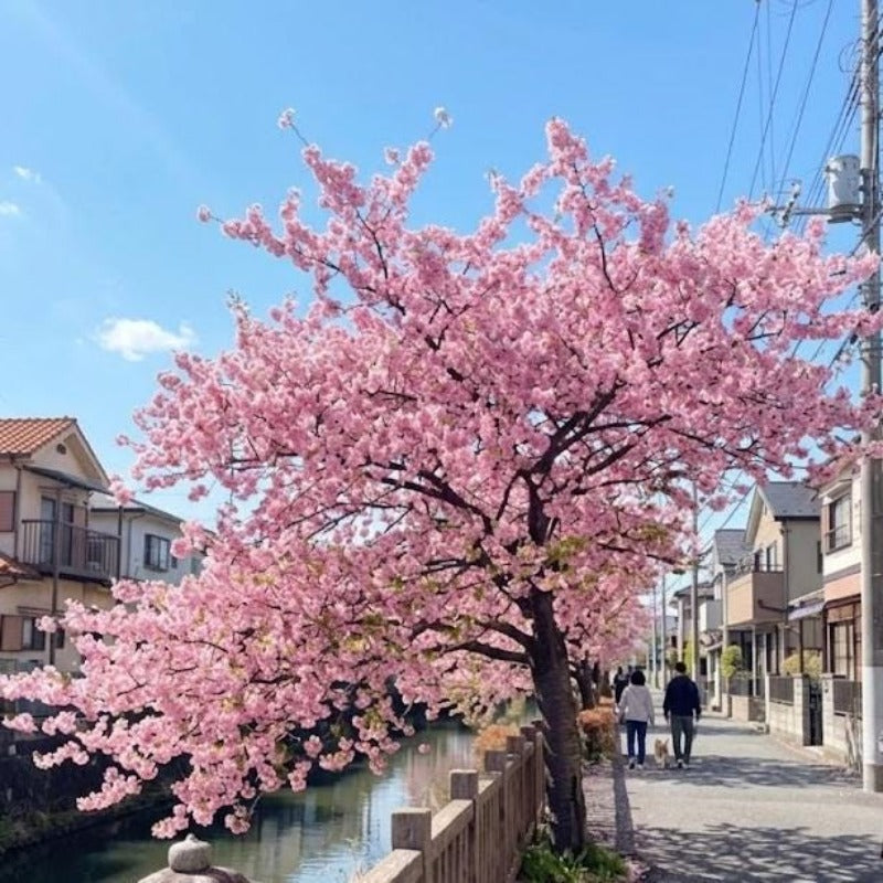 30pcs Ideal For Classic Landscape Beauty Cherry Blossom Seeds Easy To Grow In Home Gardens