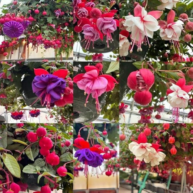 Fuchsia Seeds 100 Perennial | Hanging Bonsai Indoor Outdoor Balcony Garden Flower Pack