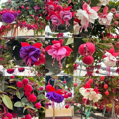 Fuchsia Seeds 100 Perennial | Hanging Bonsai Indoor Outdoor Balcony Garden Flower Pack