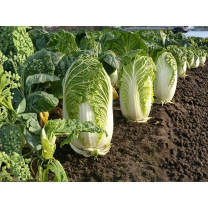 Chinese Cabbage Seeds – 200 Vegetable Garden Seeds easy to planting