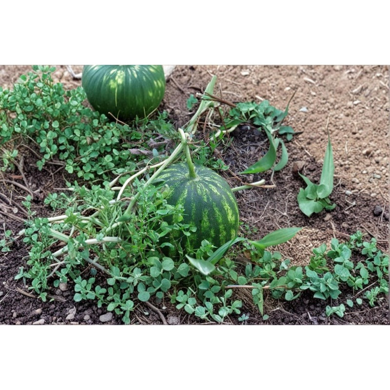 50Pcs Ornamental Watermelon Seeds High Survival Oval Seeds with Watermelon Seeds for Garden Fence
