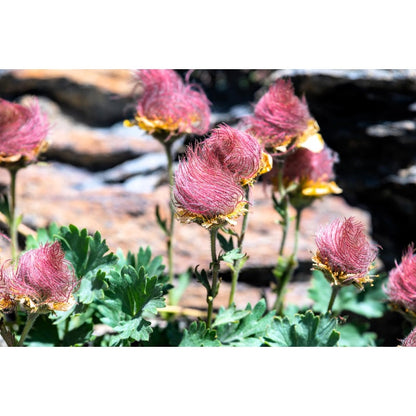 87Pcs Beginner Friendly Prairie Smoke Seeds withstand mild wind and temperature fluctuations in open rocky and wildflower garden locations