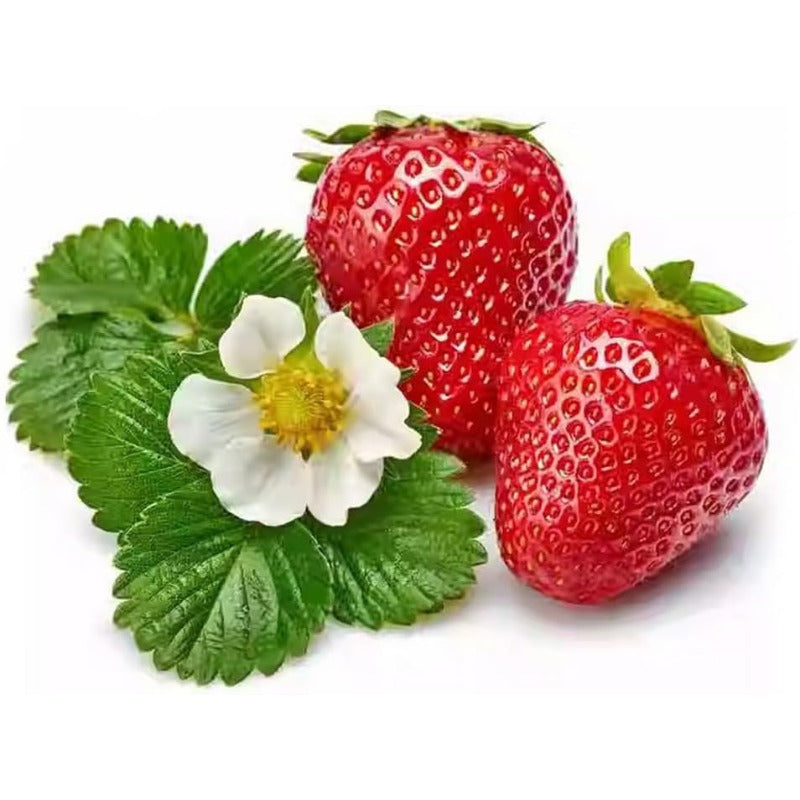 300Pcs Giant Strawberry Seeds Everbearing Fragaria Fruit Seeds