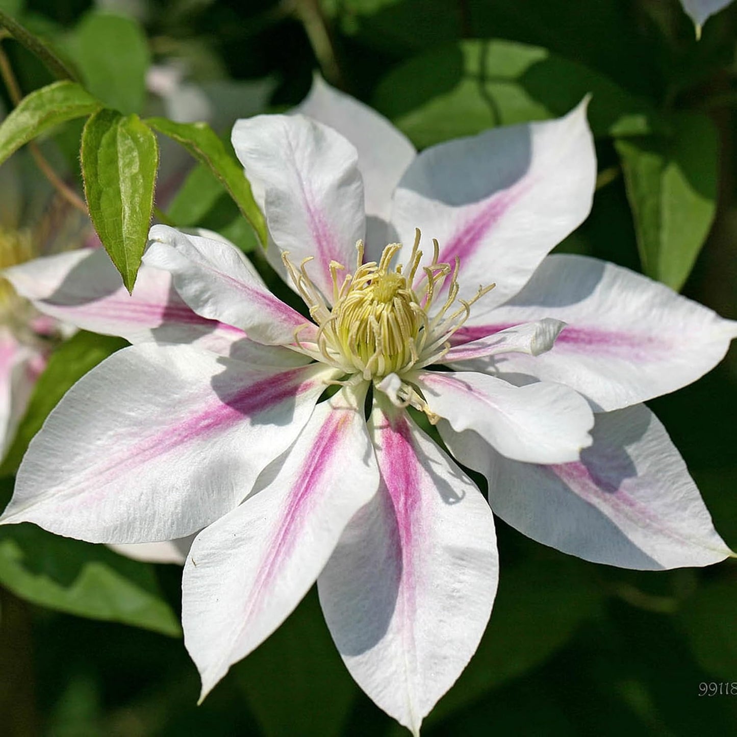100 Pcs Climbing Clematis Vine Seeds for Planting Purple Red Pink Mix Colors