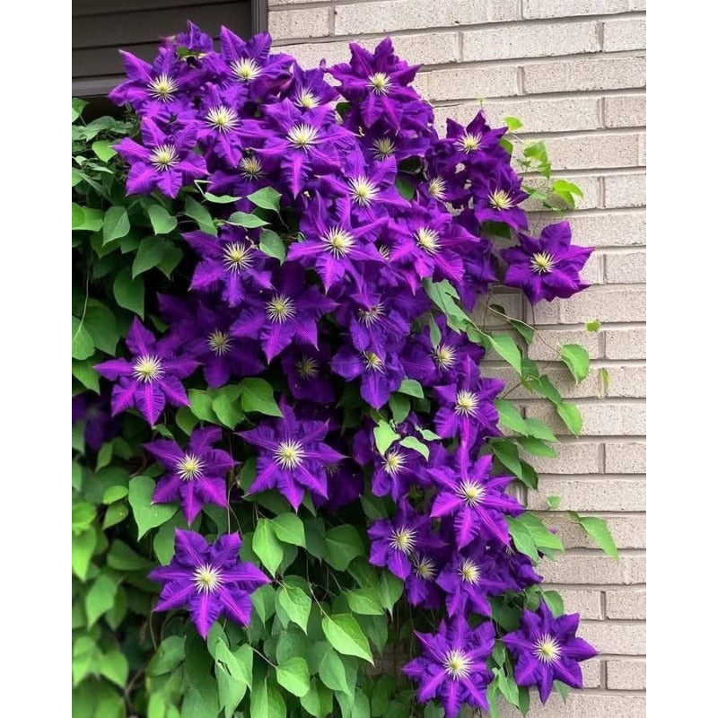 80Pcs Purple Clematis Seeds, Climbing Perennial Flower Seeds for Garden
