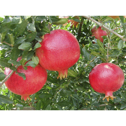 136Pcs Pomegranate Seeds Easy to Sow and Grow great for raised garden beds, open yard plots and courtyard ornamental cultivation layout