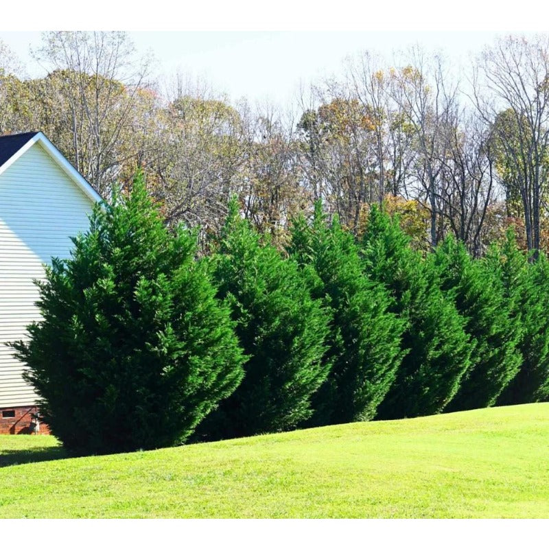 84Pcs Cypress Seeds simple to grow in oversized decorative containers, raised landscape beds and open garden showcase spots