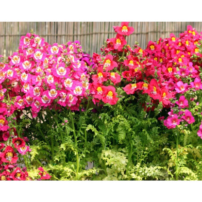 90Pcs Orchid Seeds Simple to Grow create delicate ornamental foliage for room accents and shaded landscape styling