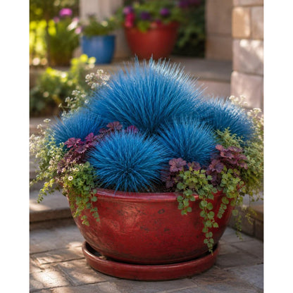 500pcs Blue Fescue Grass Seeds Ornamental Grass Blue Fountain Garden Drought Tolerant Perennial Non GMO Seeds