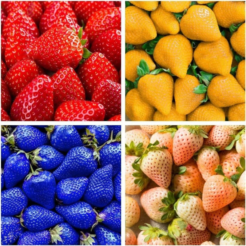 300 Mixed Strawberry Seeds  Non-GMO Heirloom Perennial Seeds for  outdoor garden
