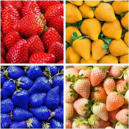 300 Mixed Strawberry Seeds  Non-GMO Heirloom Perennial Seeds for  outdoor garden