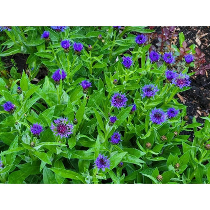 500pcs Cornflower Bachelor Button Seeds Outdoor Colorful Decoration