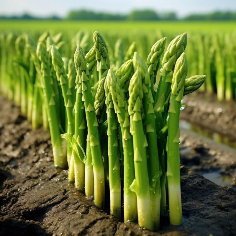 100pcs Purple Passion Asparagus Sweet Purple Asparagus Variety, Cold Hardy, High Yield Perennial