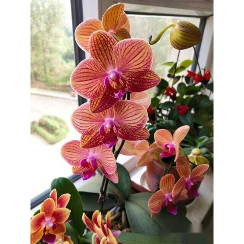 96Pcs Orchid Seeds Easy to Grow develop elegant upright blooming growth with refined layered foliage features