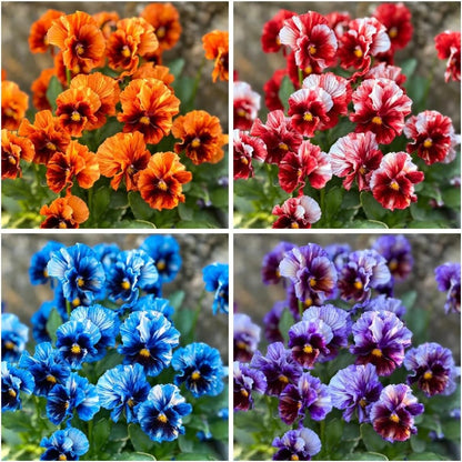 100Pcs Giant Perennial Mixed Pansy Seeds for Planting Outdoors,Fragrant Pansy Flower Seeds,Cool Weather Viola Flowers Seed Non-GMO Heirloom Winter Blooming for Home Outdoor Garden