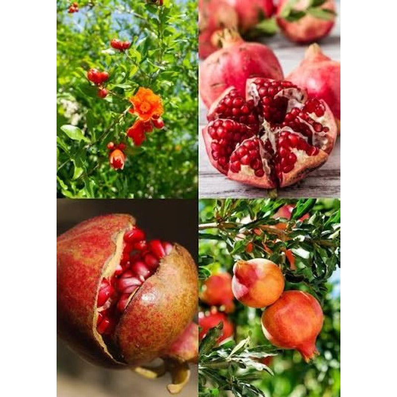140Pcs Novice Friendly Pomegranate Seeds for planting along garden margins, yard corners and quiet leisure landscape spots