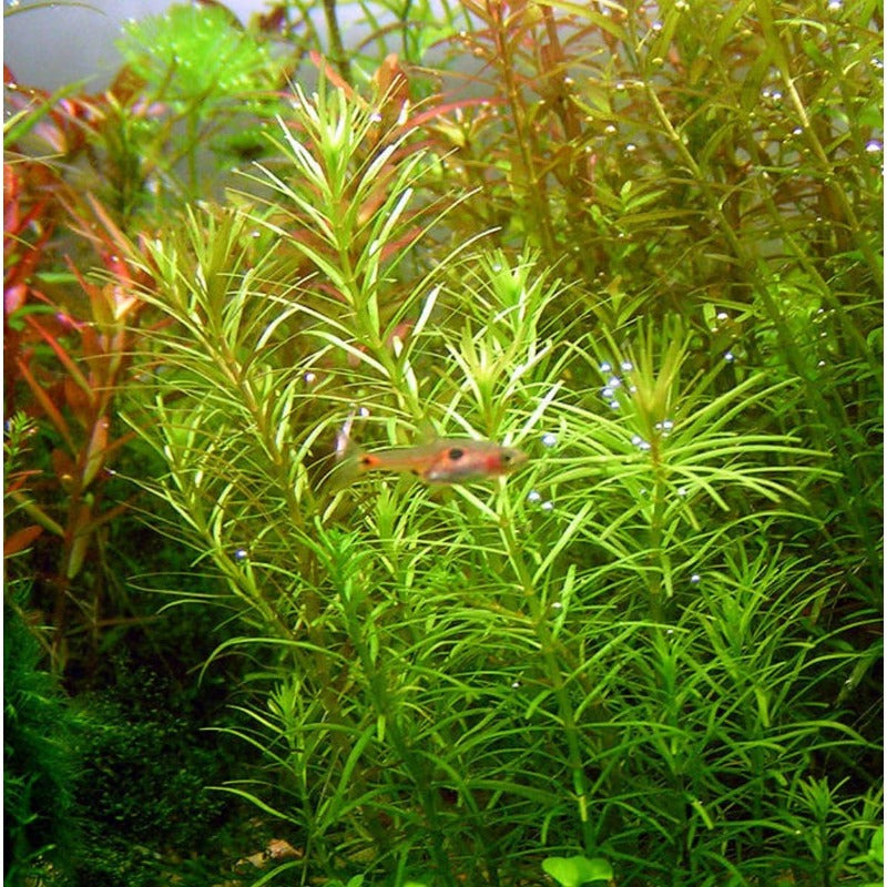 2000Pcs Ideal for novice planting Aquarium Seeds build natural compact green clusters inside private household aquariums