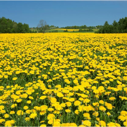 1000Perennial Mixed Dandelion Flower Seeds for Planting Outdoor Garden Flower Plant Non-GMO