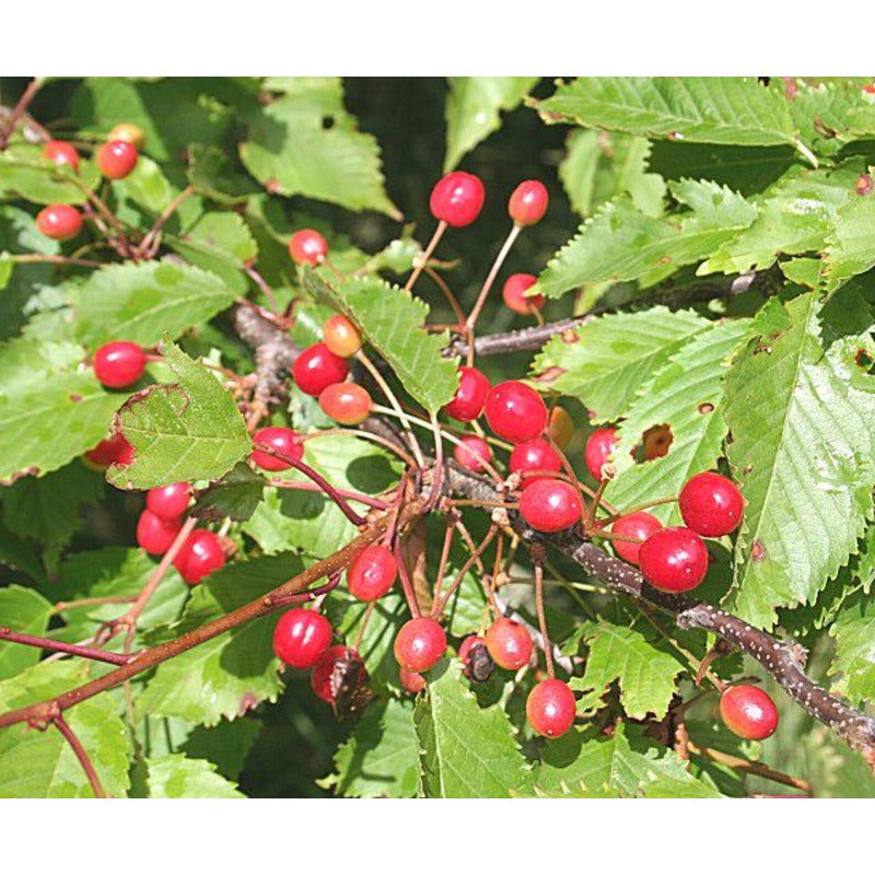 30Pcs Sweet Cherry Tree Seeds