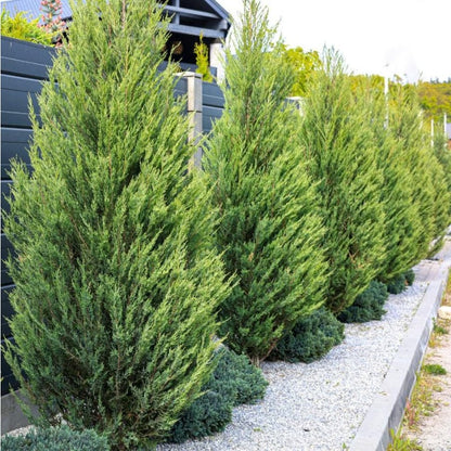 84Pcs Cypress Seeds simple to grow in oversized decorative containers, raised landscape beds and open garden showcase spots
