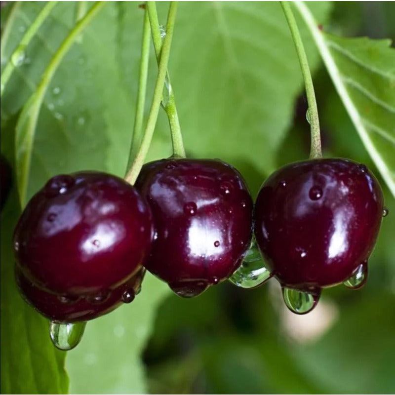 30pcs Black Cherry Tree seeds  Beautiful Spring Bloom Period  Timeless Addition To Traditional Gardens