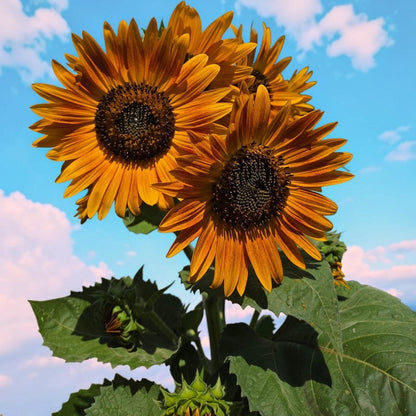 98Pcs Sunflower Seeds Perfect for beginner sowing adapt well to container cultivation and in ground garden placement