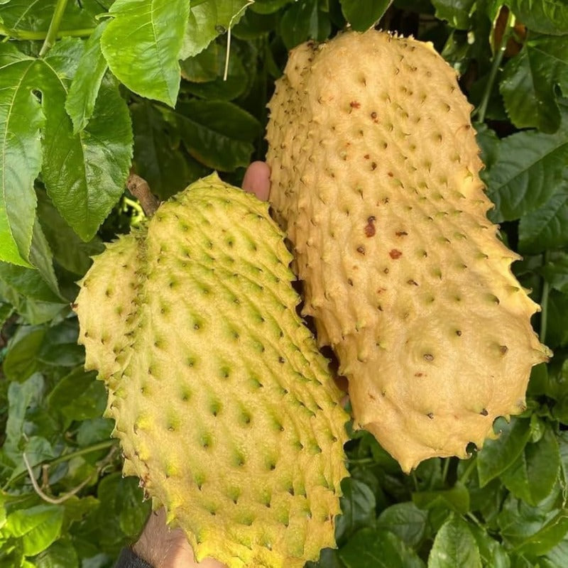 10pcs Soursop Pawpaw Seeds Quick To Germinate Suitable For Creating Full Vibrant Tropical Displays Without High Time Investment