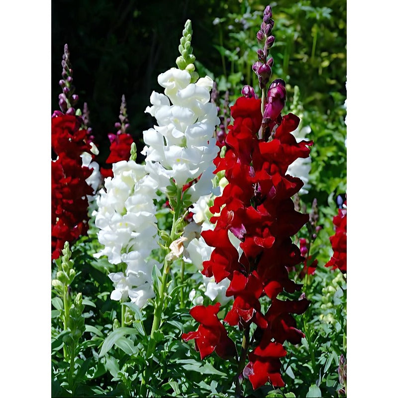 Crimson Red Snapdragon Striking Color & Old time favorite Up to 3 feet Tall 1000SEEDS