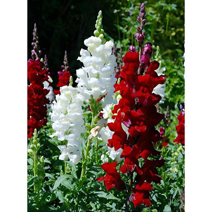 Crimson Red Snapdragon Striking Color & Old time favorite Up to 3 feet Tall 1000SEEDS