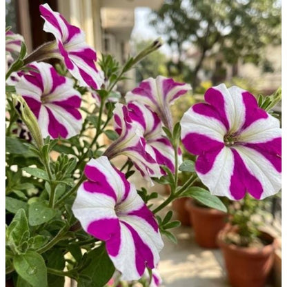 3000pcs Petunia Seeds,  Pink White Star Bicolor Flower Seeds Pots Garden