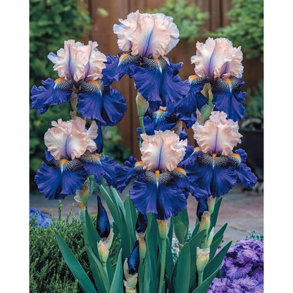 90Pcs Iris Seeds ideal for creating continuous ornamental lines along garden borders and walkway edges