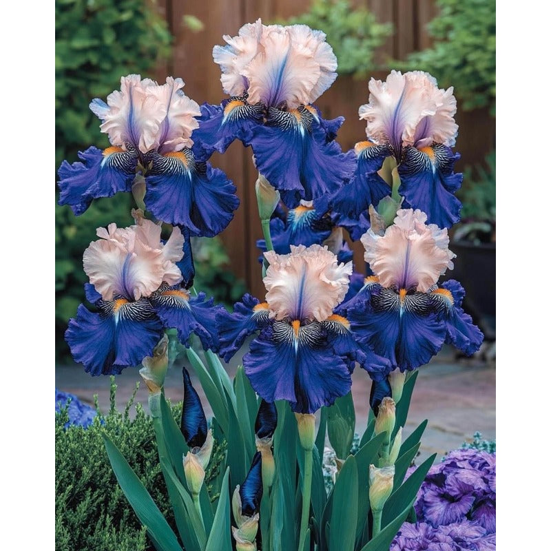 90Pcs Iris Seeds ideal for creating continuous ornamental lines along garden borders and walkway edges