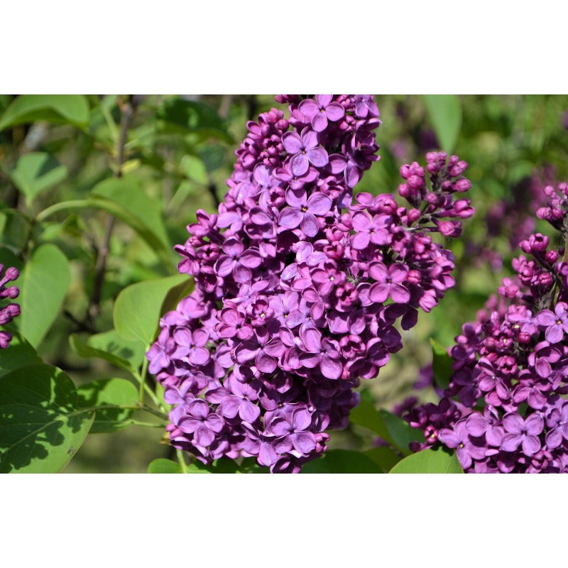 49Pcs Lilac Seeds Easy To Grow Great For Filling Gaps Between Mature Trees And Plants