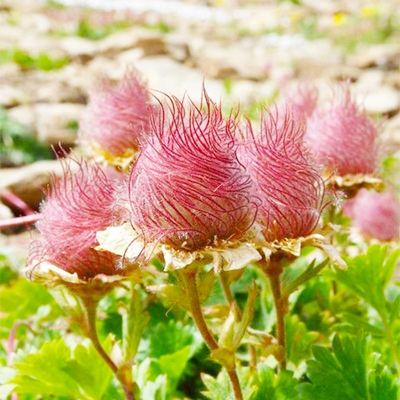 100pcs Perennial Prairie Smoke Seeds for Planting - Non-GMO Wildflower