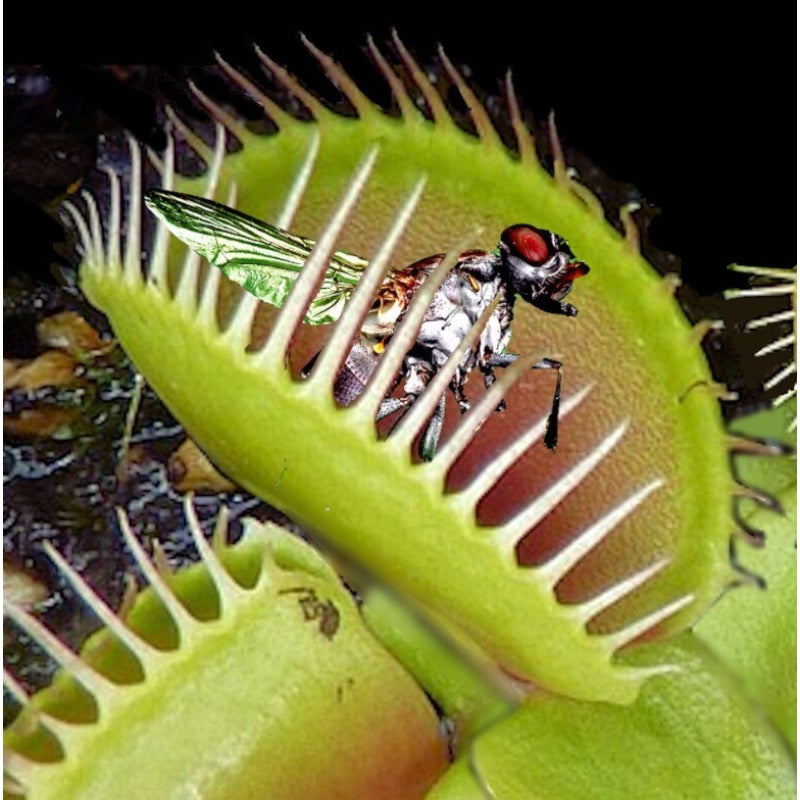 300pcs Venus-Fly-Trap Seeds Easy To Grow Suitable For Both Indoor Decor And Educational Growing Purposes
