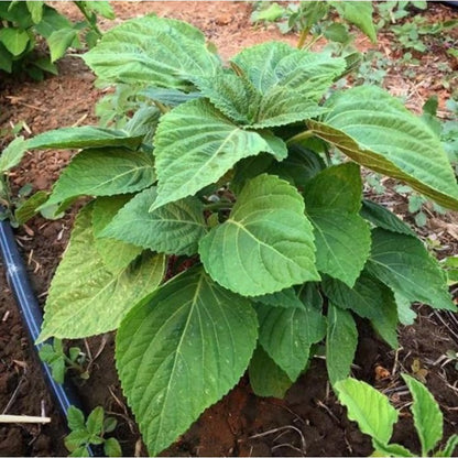 100pcs Straightforward Growing Perilla Seeds ideal for lining yard perimeters, garden edges and leisure open grounds