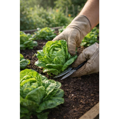 1000pcs Lettuce Seeds Crisp Mini Heirloom Salad Greens Fast Growing Garden Lettuce