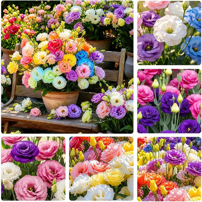 100Pcs Mixed Lisianthus Seeds for Planting - Multi-Color Varieties