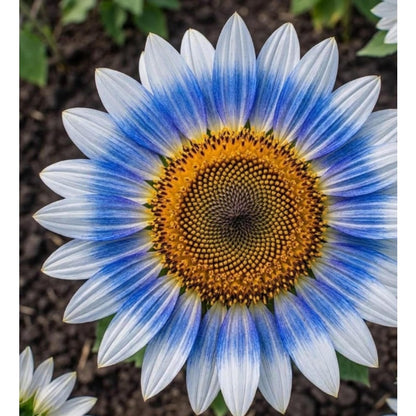 100pcs Sunflower Seeds for Planting Dwarf & Giant Helianthus