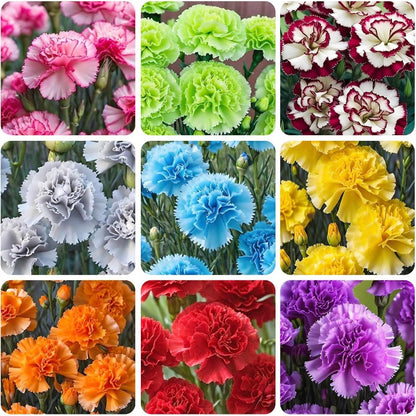200 Mix Carnation Seeds for Home Garden - Non-GMO Heirloom Seeds - Fragrant, Open Pollinated