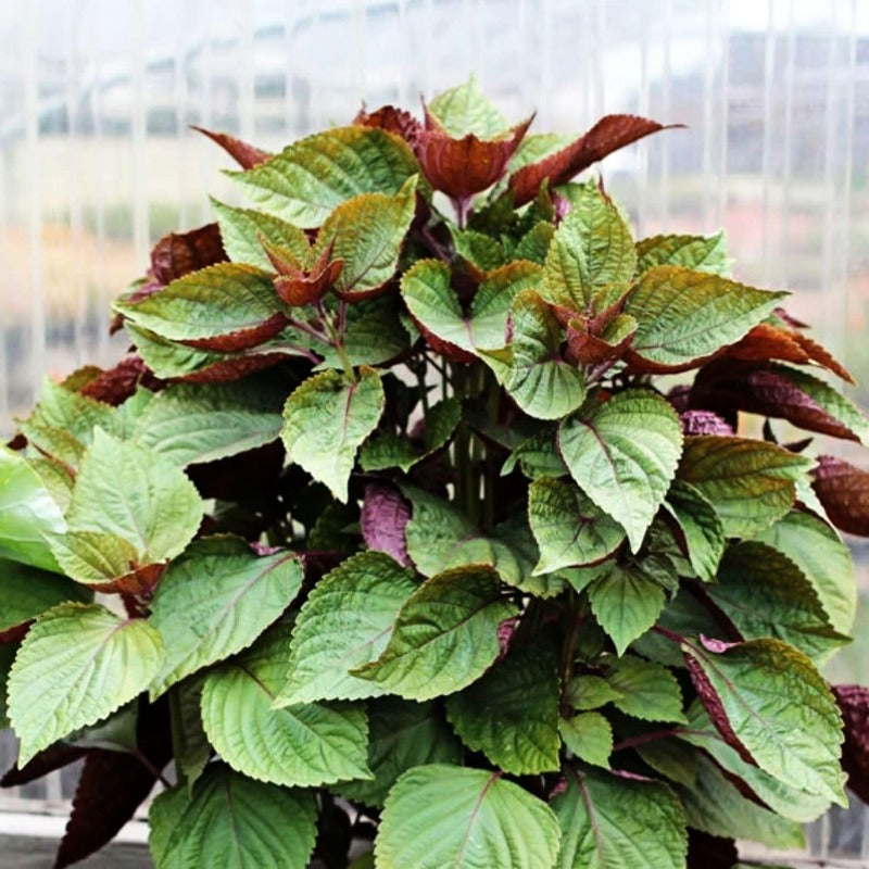 100 Pcs Seeds for Planting Red Perilla Herb Seed to Plant Garden