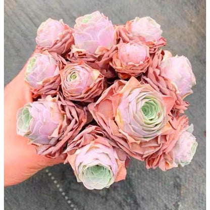 999pcs Pink Mountain Succulent Seeds,  easy to planting