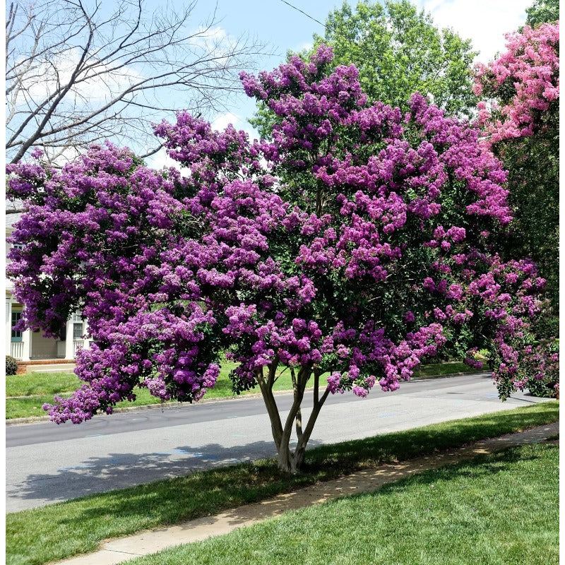 42Pcs Purple Crepe Myrtle Tree Seeds Lagerstroemia Indica Flowering Shrub Bush Small Tree Seeds