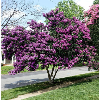 42Pcs Purple Crepe Myrtle Tree Seeds Lagerstroemia Indica Flowering Shrub Bush Small Tree Seeds