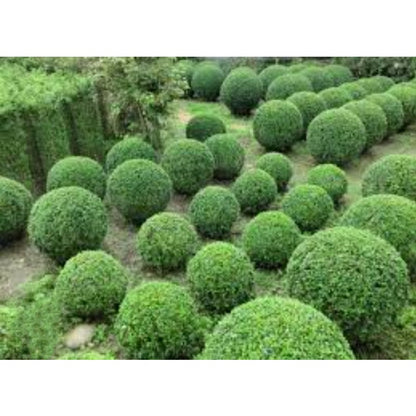 50Pcs High Germination Lush Foliage with Ligustrum Seeds for Garden Fence Decoration