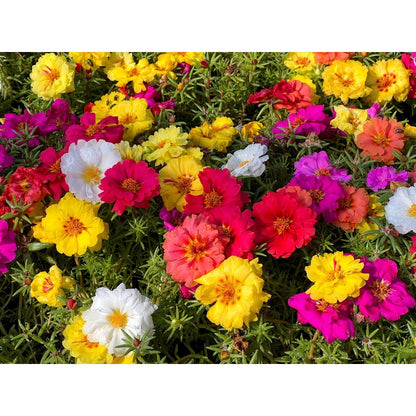 850Pcs Moss Rose Seeds simple to grow in containers, raised beds and rockery scenery