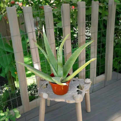 200pcs Aloe Vera Seeds Simple to Grow add minimalist elegant ornamental charm to home, patio and garden decorative spaces